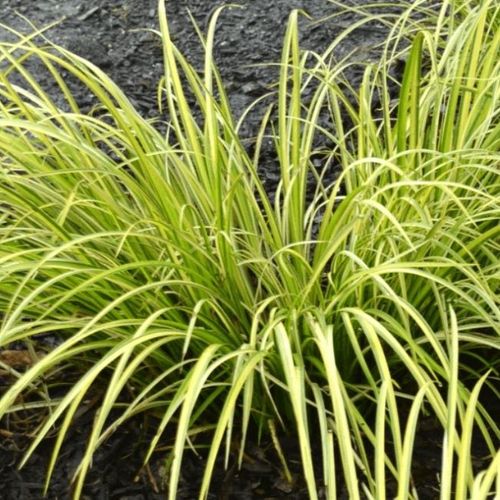 olivenbaum topf pflege Olea Europaea Olivenbaum  vielgrn