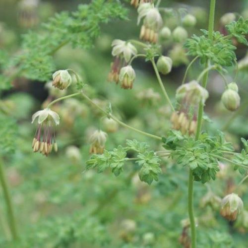 echinops plant Echinops Ritro Seed