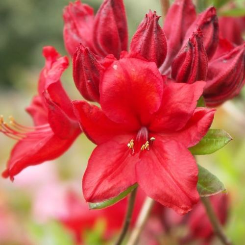 Rhododendron 'Nabucco' - Shoot
