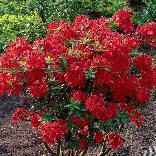 Rhododendron 'Nabucco' - Shoot