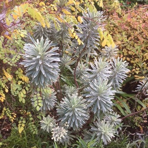 Euphorbia characias 'Silver Swan' - Shoot