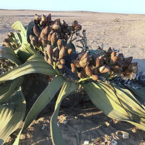 Welwitschia mirabilis - Shoot