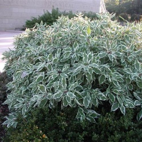 Cornus alba 'Sibirica Variegata' - Shoot