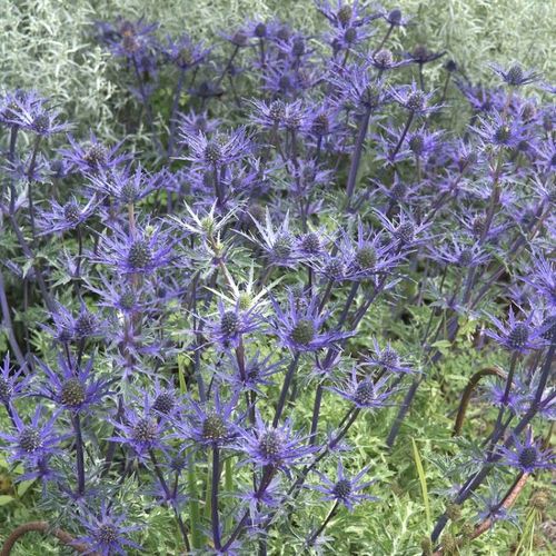 Previous Next 1 of 2