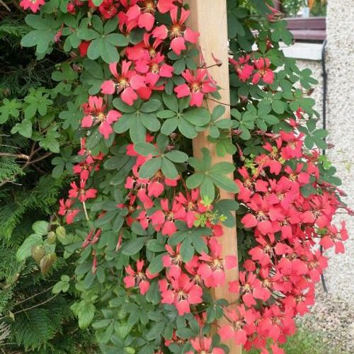 Tropaeolum speciosum - Shoot