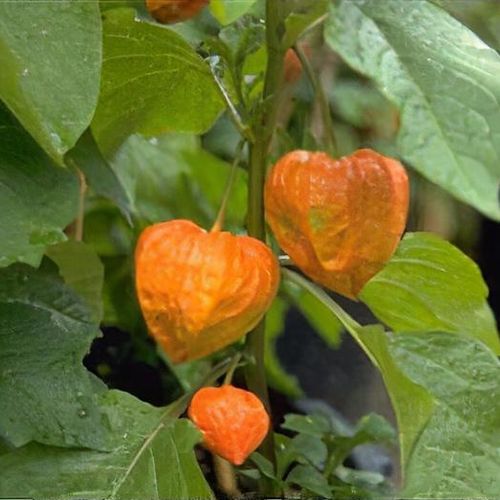 plant_physalis_alkekengi_var__