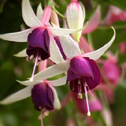 Fuchsia 'Auntie Jinks' - Shoot