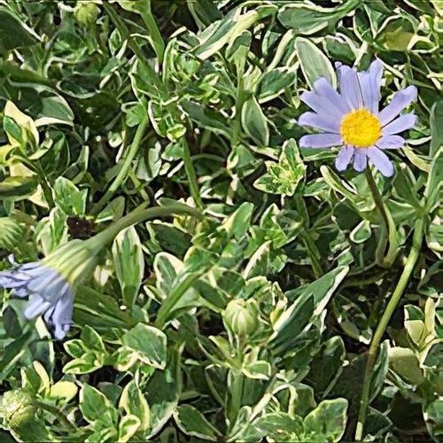 Felicia amelloides 'Variegata' - Shoot