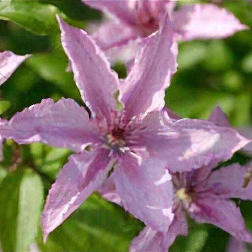 coral jasmine plant Coral Jasmine Flower Seeds for Planting  Fragrant Night Blooms  Heir   Neeraseeds