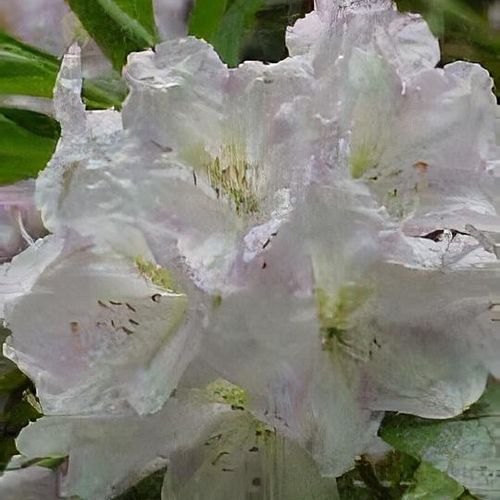 Rhododendron 'Cunningham's White' - Shoot