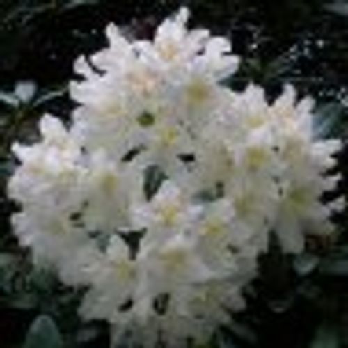 Rhododendron 'Cunningham's White' - Shoot