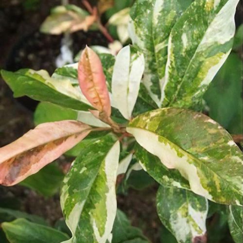 Photinia davidiana 'Palette' - Shoot