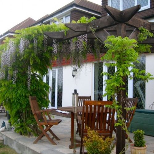 Wisteria brachybotrys 'Shiro Kapitan Fuji' - Shoot