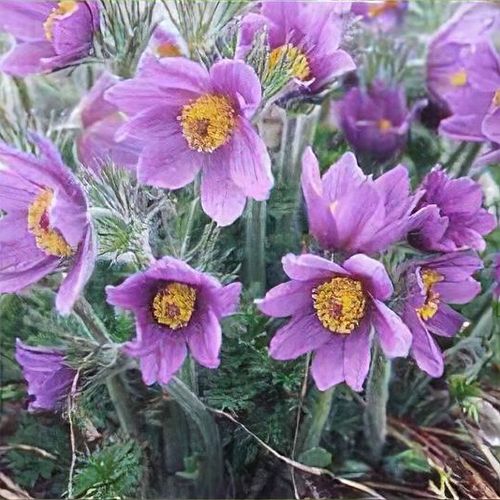Pulsatilla vulgaris - Shoot