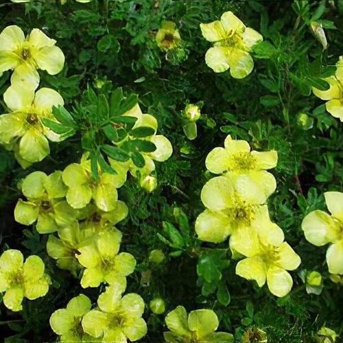 Potentilla fruticosa 'Elizabeth' - Shoot