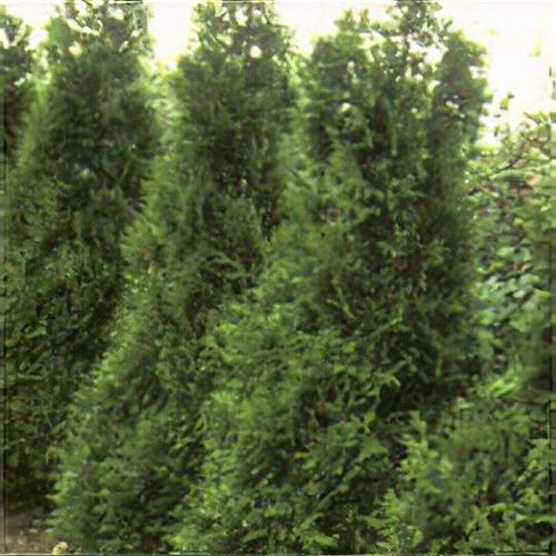 Thuja plicata 'Atrovirens' - Shoot