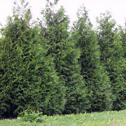 Thuja plicata 'Excelsa' - Shoot