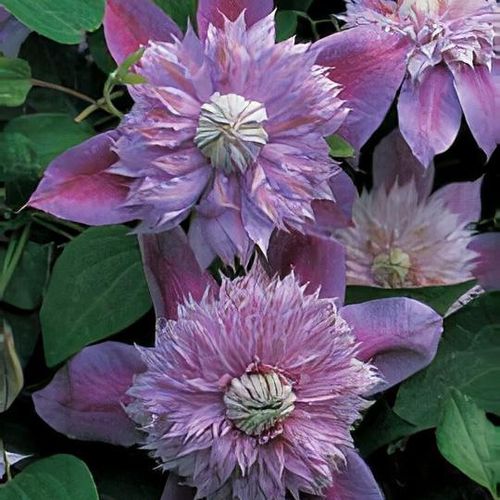 Clematis josephine clearance