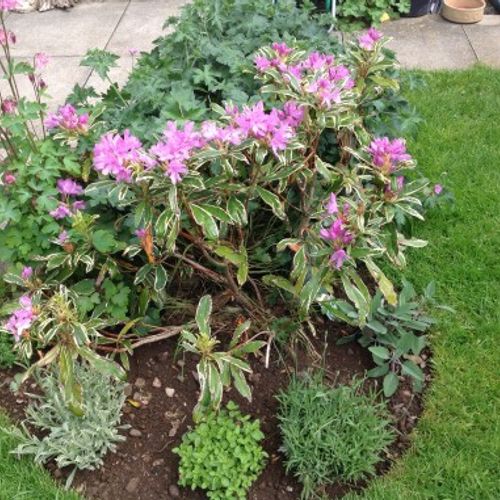 Rhododendron ponticum 'Variegatum' - Shoot