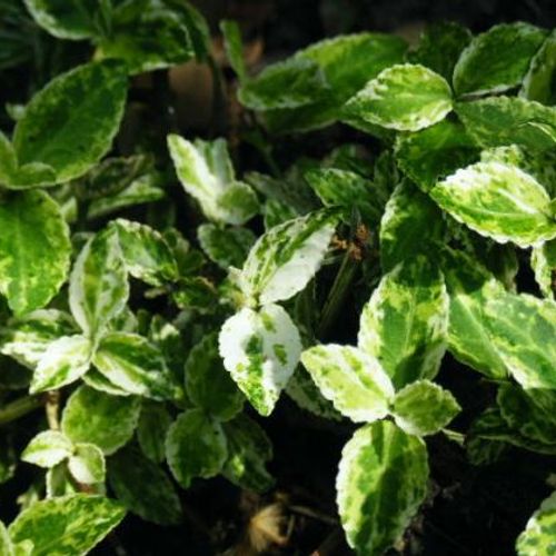 Euonymus fortunei 'Harlequin' - Shoot