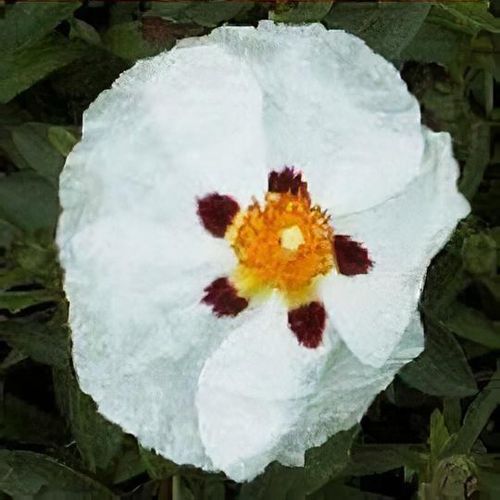Cistus 'Alan Fradd' - Shoot