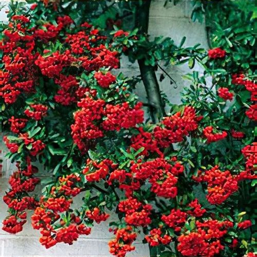 Pyracantha 'Mohave' - Shoot