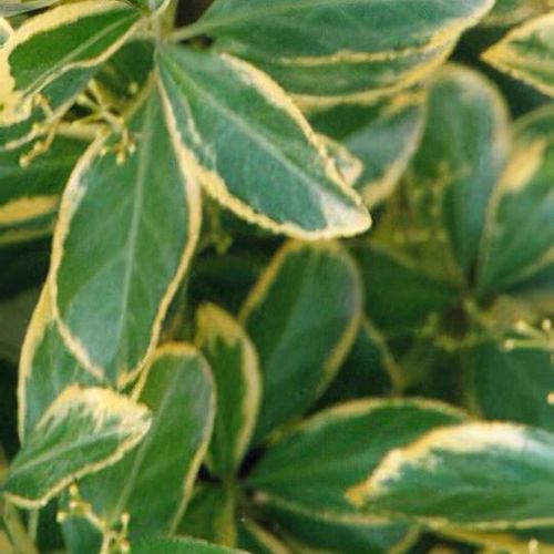 Ilex aquifolium 'Aurea Marginata' - Shoot