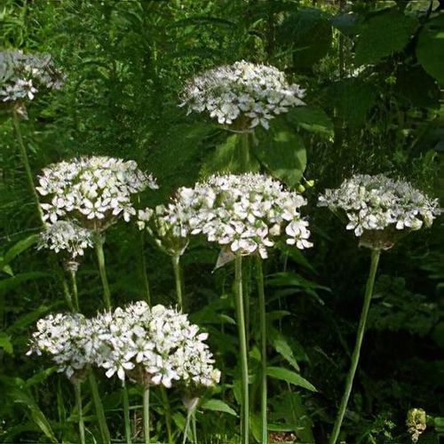 Allium nigrum shop