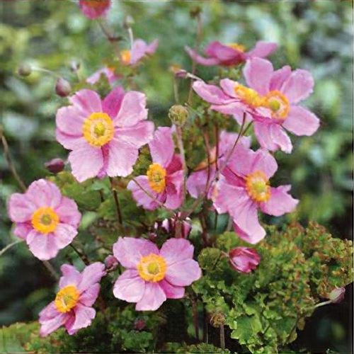 Anemone x hybrida 'Lady Gilmore' - Shoot