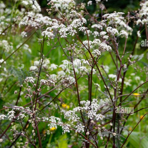 Anthriscus sylvestris 'Ravenswing' - Shoot