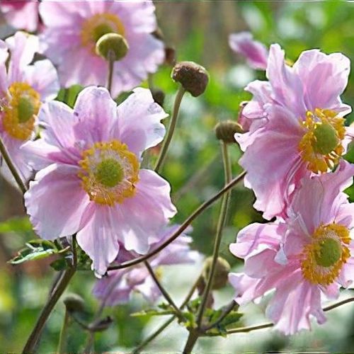 Anemone x hybrida 'Robustissima' - Shoot