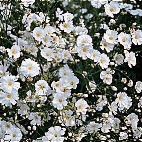Gypsophila 'Covent Garden' - Shoot