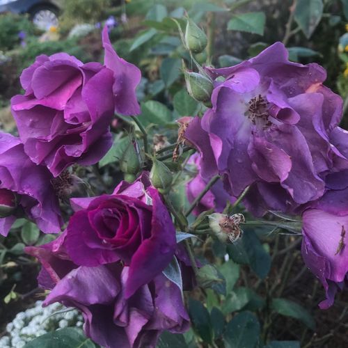 liquid food plant Schultz® Liquid Plant Food Plus™  Green Acres Nursery & Supply
