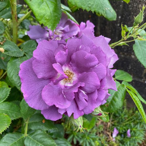 Rosa 'Rhapsody In Blue' - Shoot
