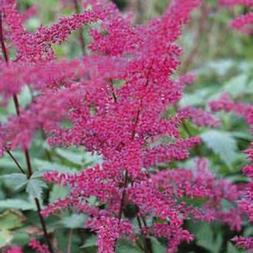 Astilbe chinensis var. pumila 'Serenade' - Shoot