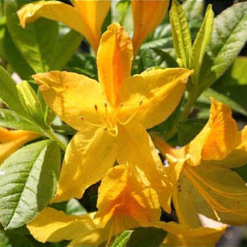 japanische sulen stechpalme Japanische Stechpalme Kanehirae (Ilex maximowicziana) | 40-60 mit  Wurzelballen