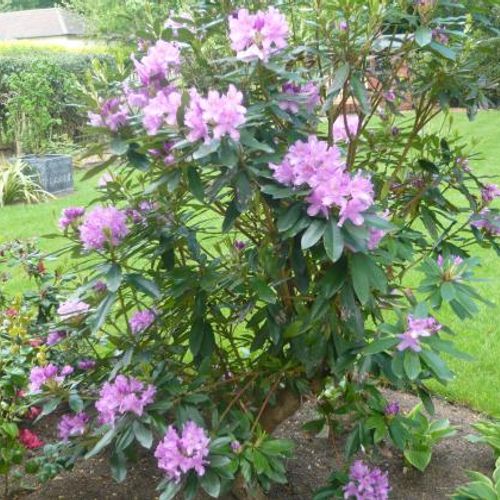 Rhododendron 'Jolie Madame' - Shoot