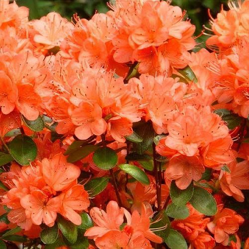 Rhododendron 'Geisha Orange' - Shoot