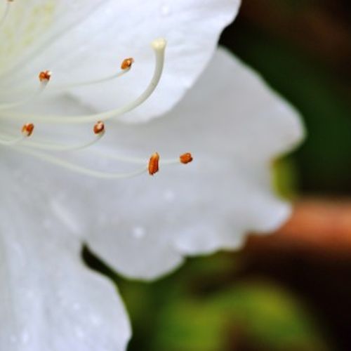 Rhododendron 'Mary Helen' - Shoot