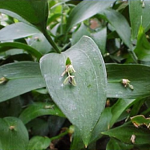 Ruscus plant top