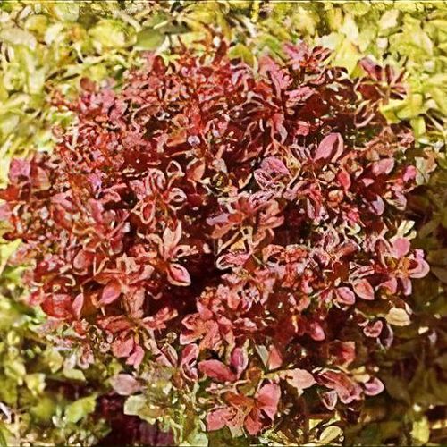 Berberis thunbergii f. atropurpurea 'Admiration' - Shoot