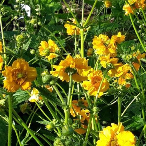 Geum 'Lady Stratheden' - Shoot