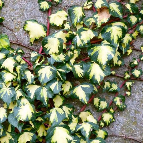 Variegated Ivy  Hedera helix 'Clotted Cream' - Roots Plants