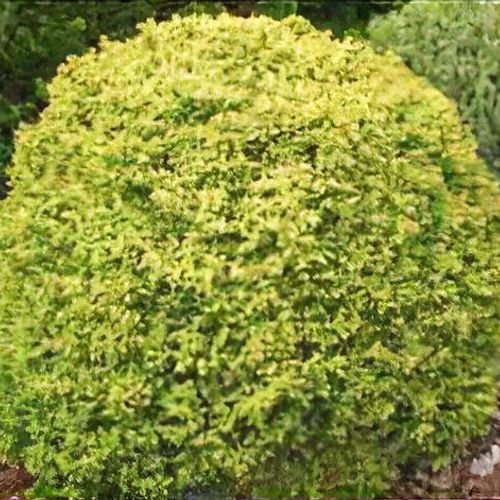 Cryptomeria japonica 'Golden Promise' - Shoot