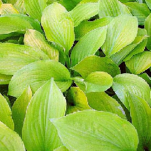 Hosta 'August Moon' - Shoot