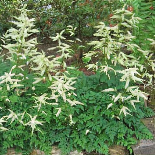 Aruncus 'Chantilly Lace' (Goat's Beard)