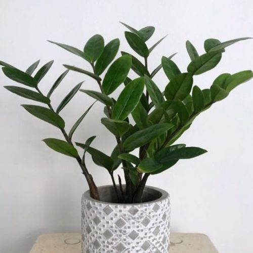 7 snake plant Buy Sansevieria Laurentii, Snake Plants