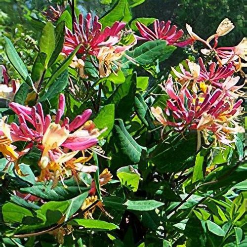 lonicera xylosteum kaufen Lonicera xylosteum Mehrstämmig / Strauch