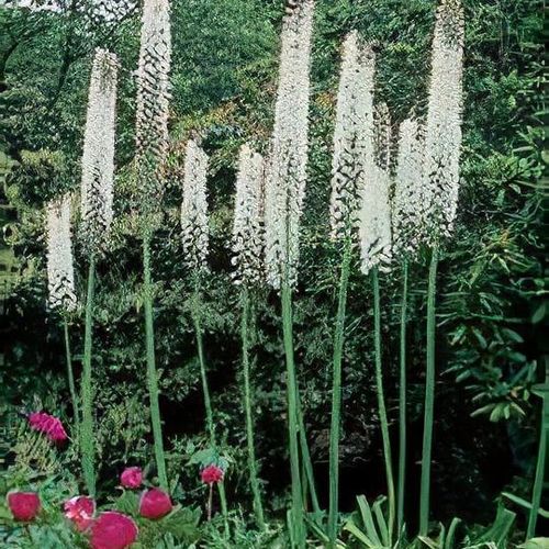 Eremurus himalaicus Shoot