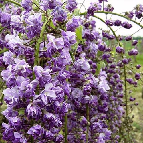 Wisteria floribunda 'Yae-kokuryu' - Shoot